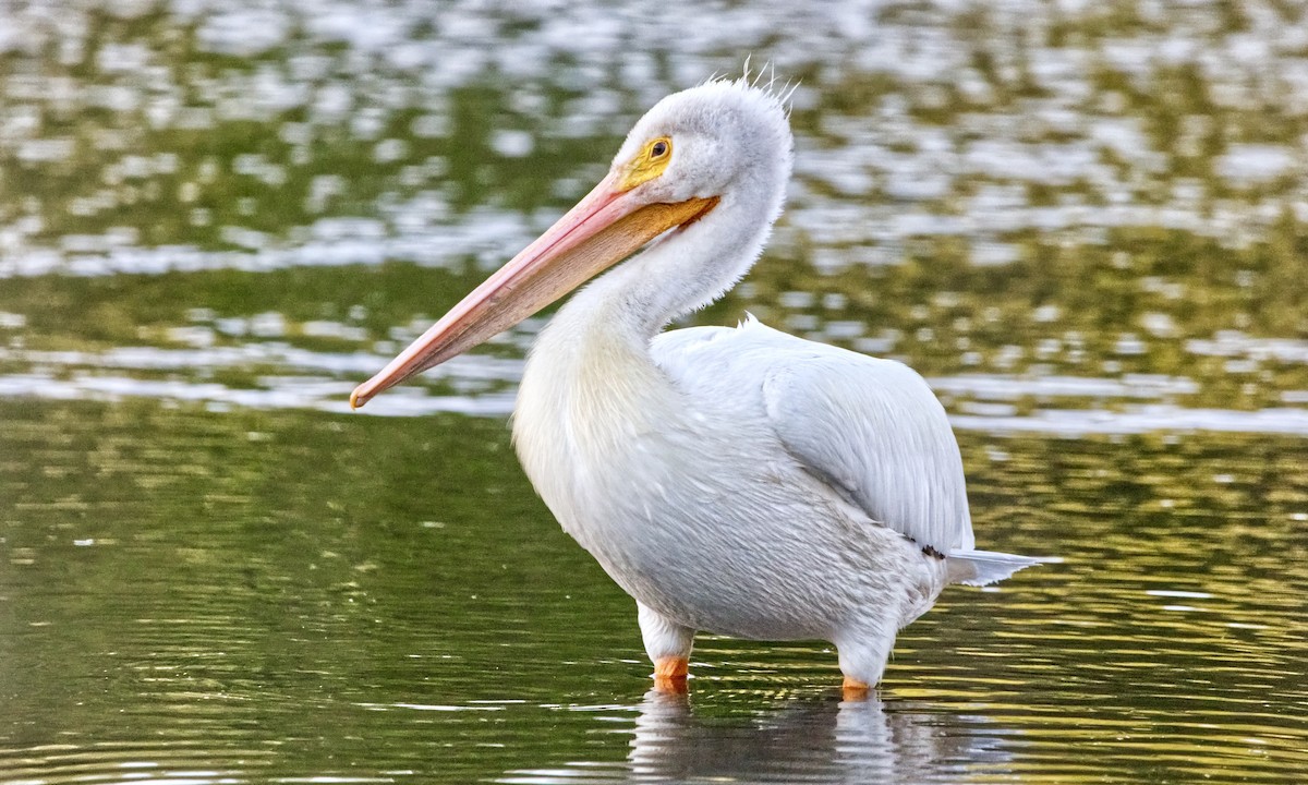 American White Pelican - ML621334731