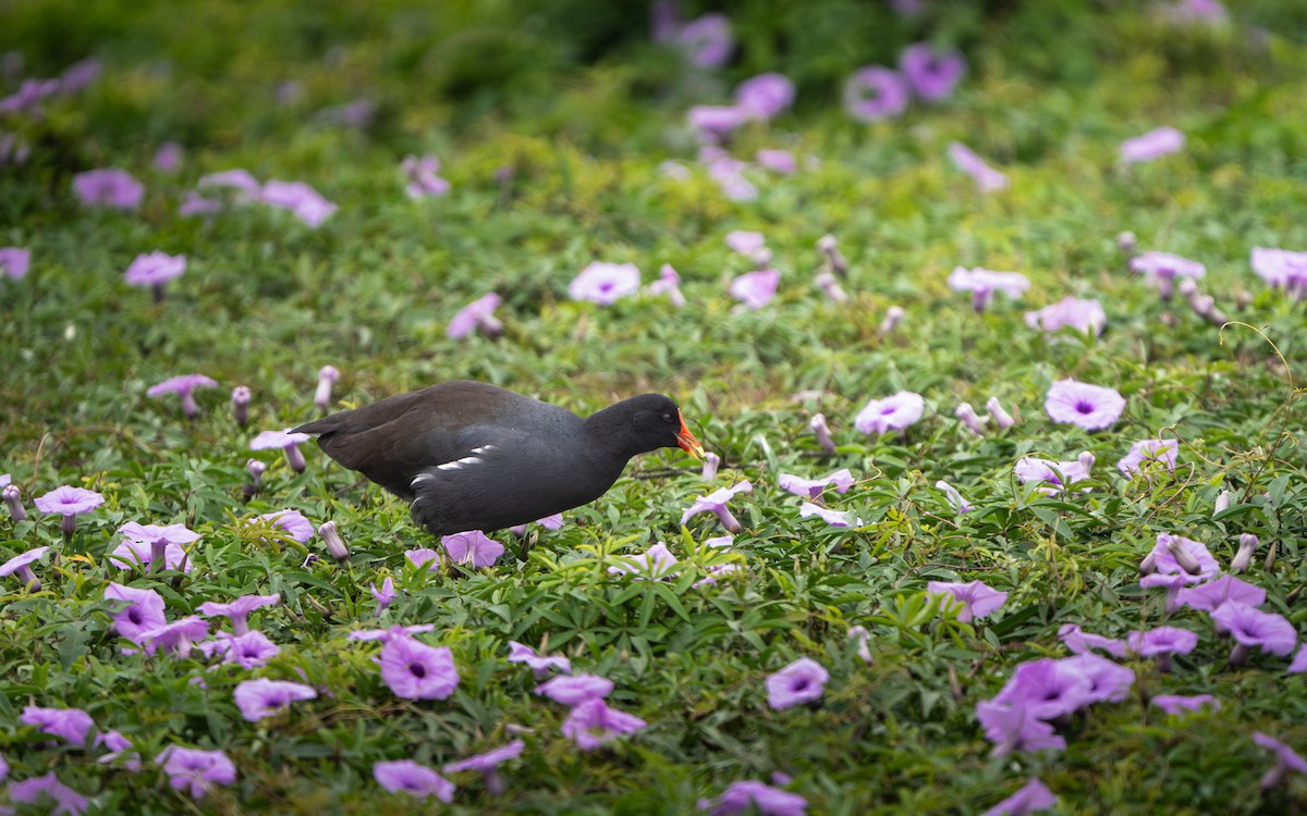 Common Gallinule - ML621334743