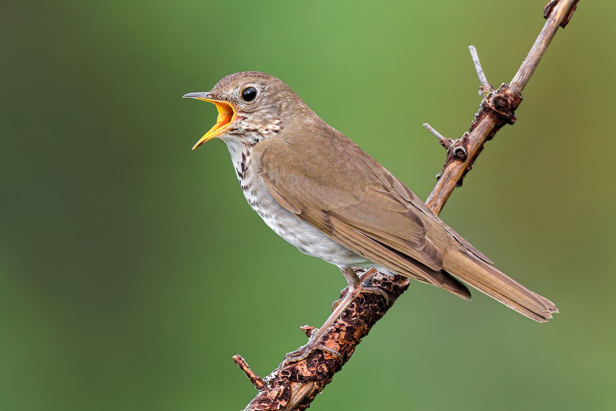 Bicknell's Thrush - ML621334753