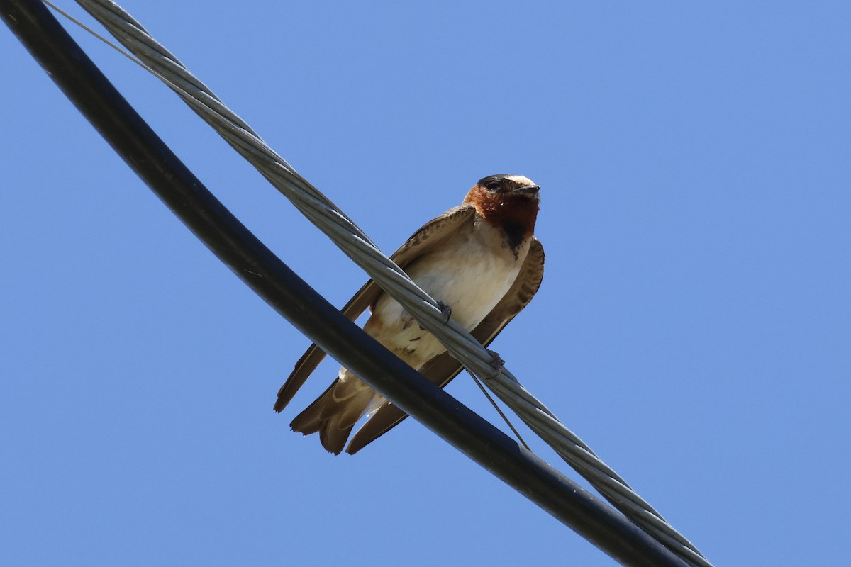 Cliff Swallow - ML621334821