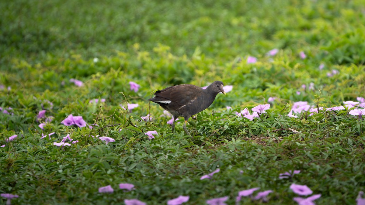 Common Gallinule - ML621334965