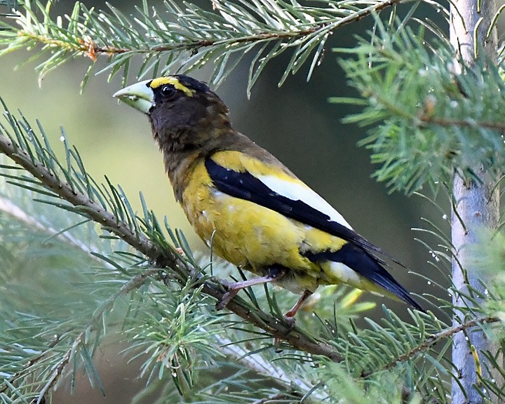 Evening Grosbeak - ML621335087