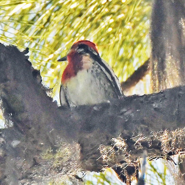 Red-naped x Red-breasted Sapsucker (hybrid) - ML621335154