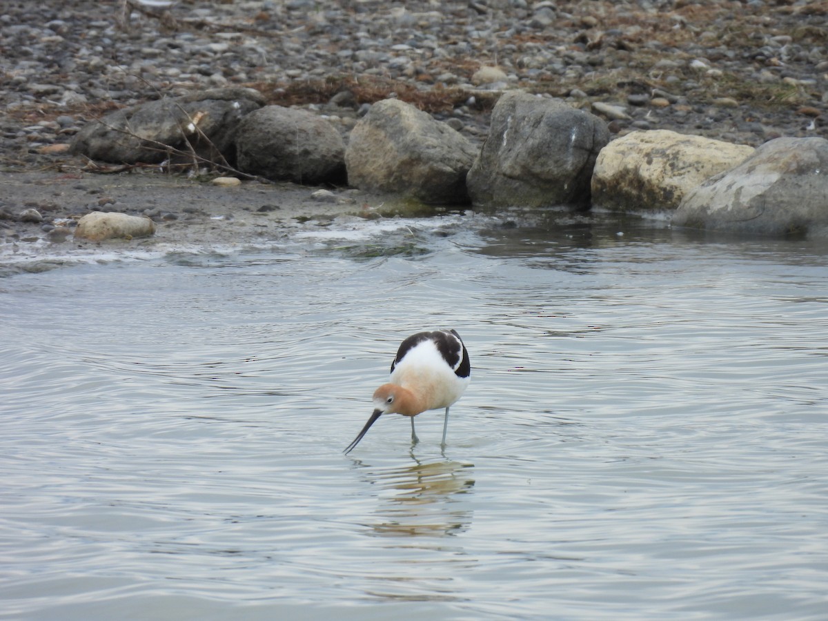 American Avocet - Mark Tonelli