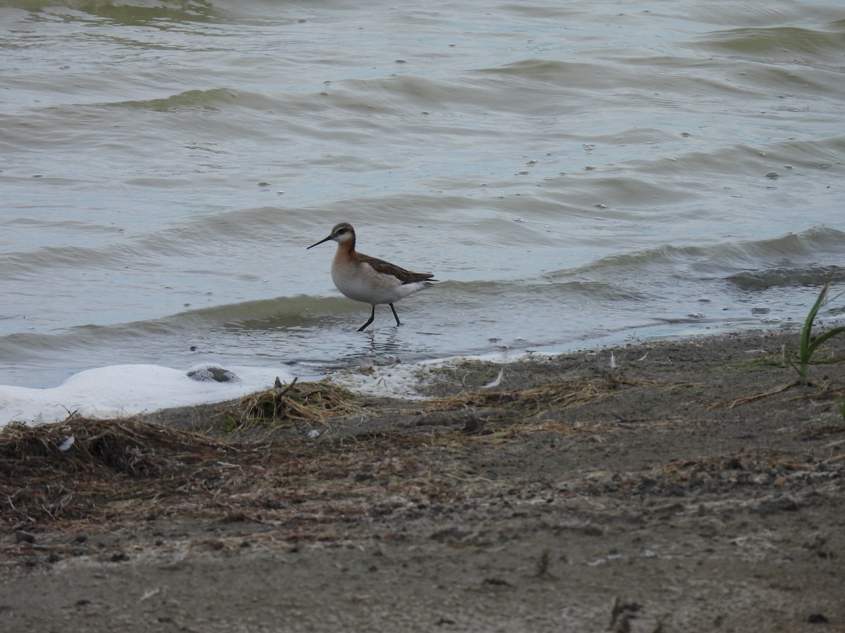 Wilson's Phalarope - ML621335195