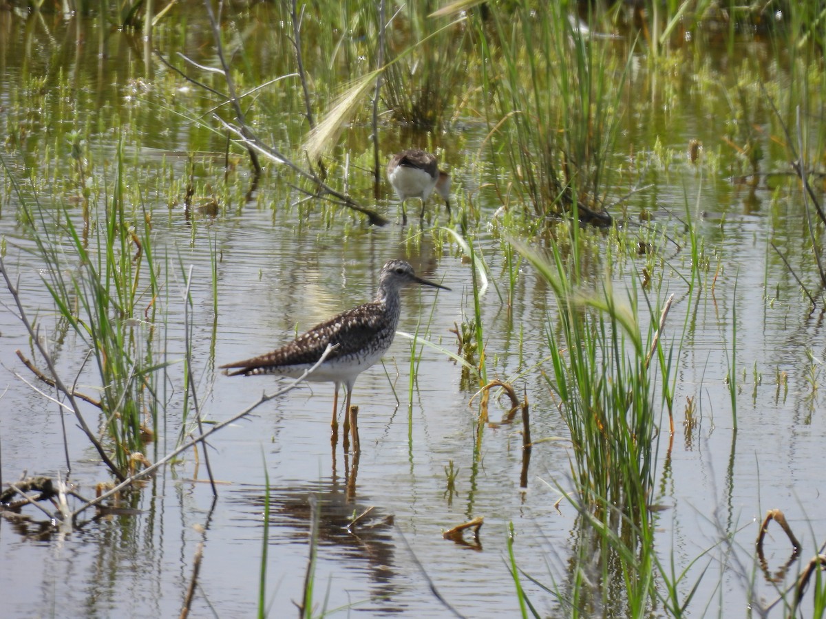 Lesser Yellowlegs - ML621335196