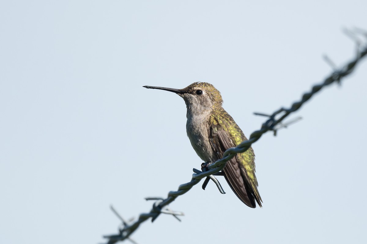 rødmaskekolibri - ML621335197