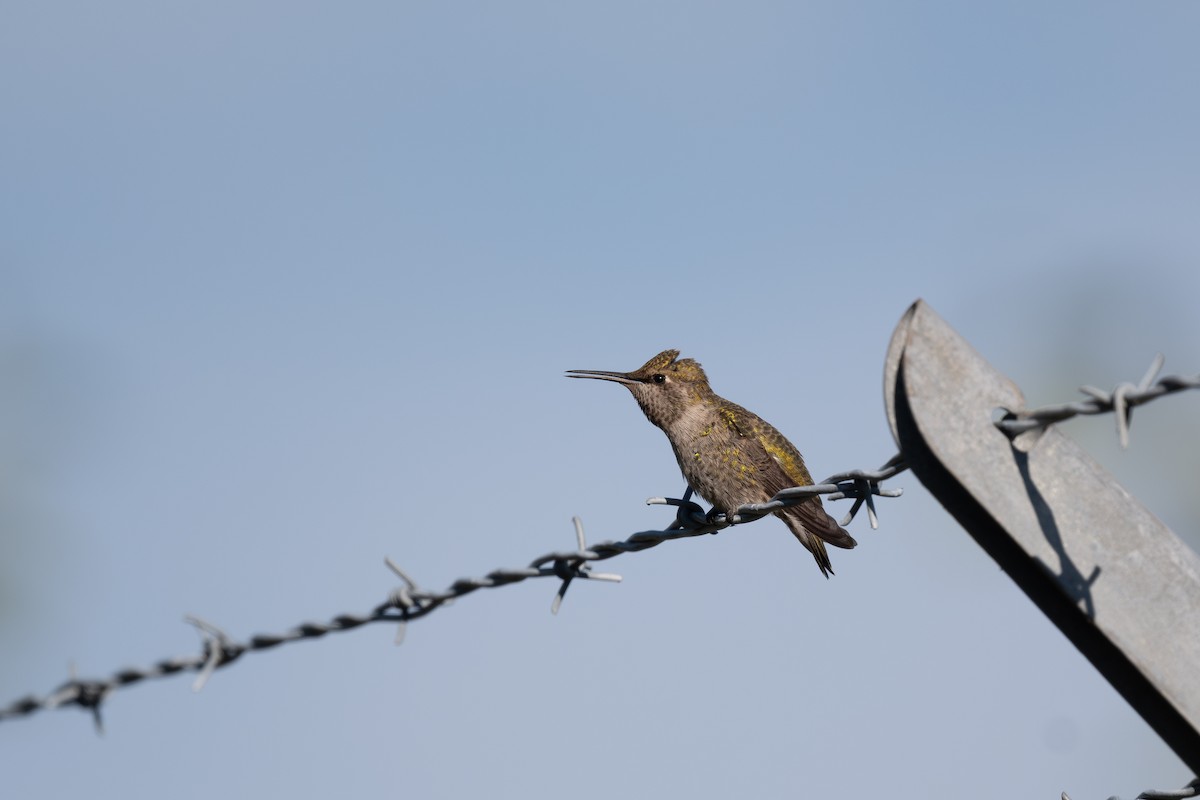 rødmaskekolibri - ML621335199