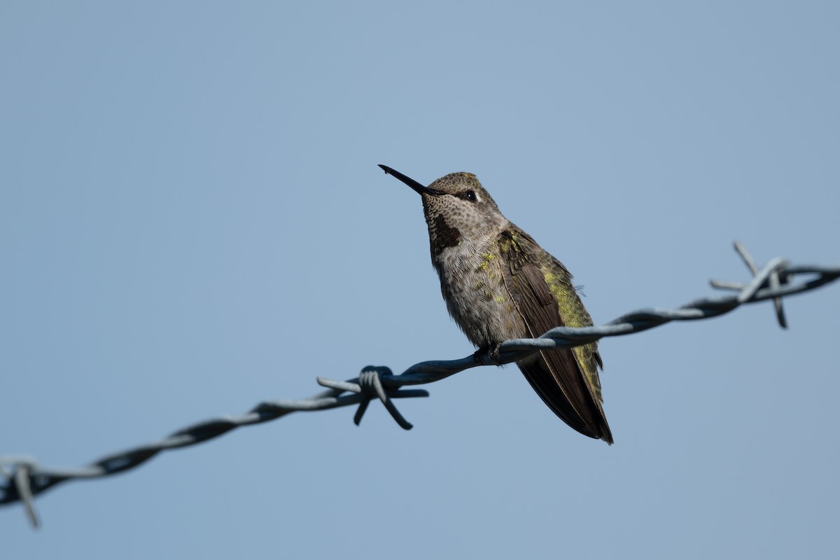 rødmaskekolibri - ML621335200