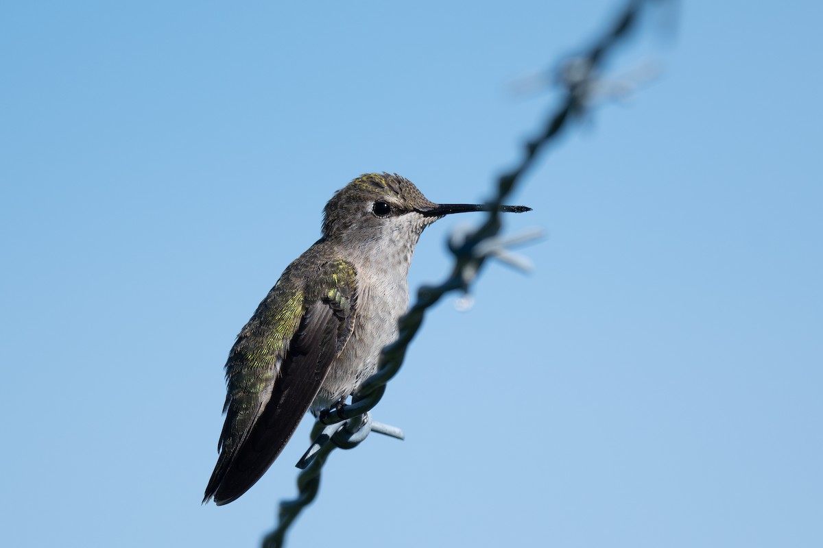 rødmaskekolibri - ML621335201