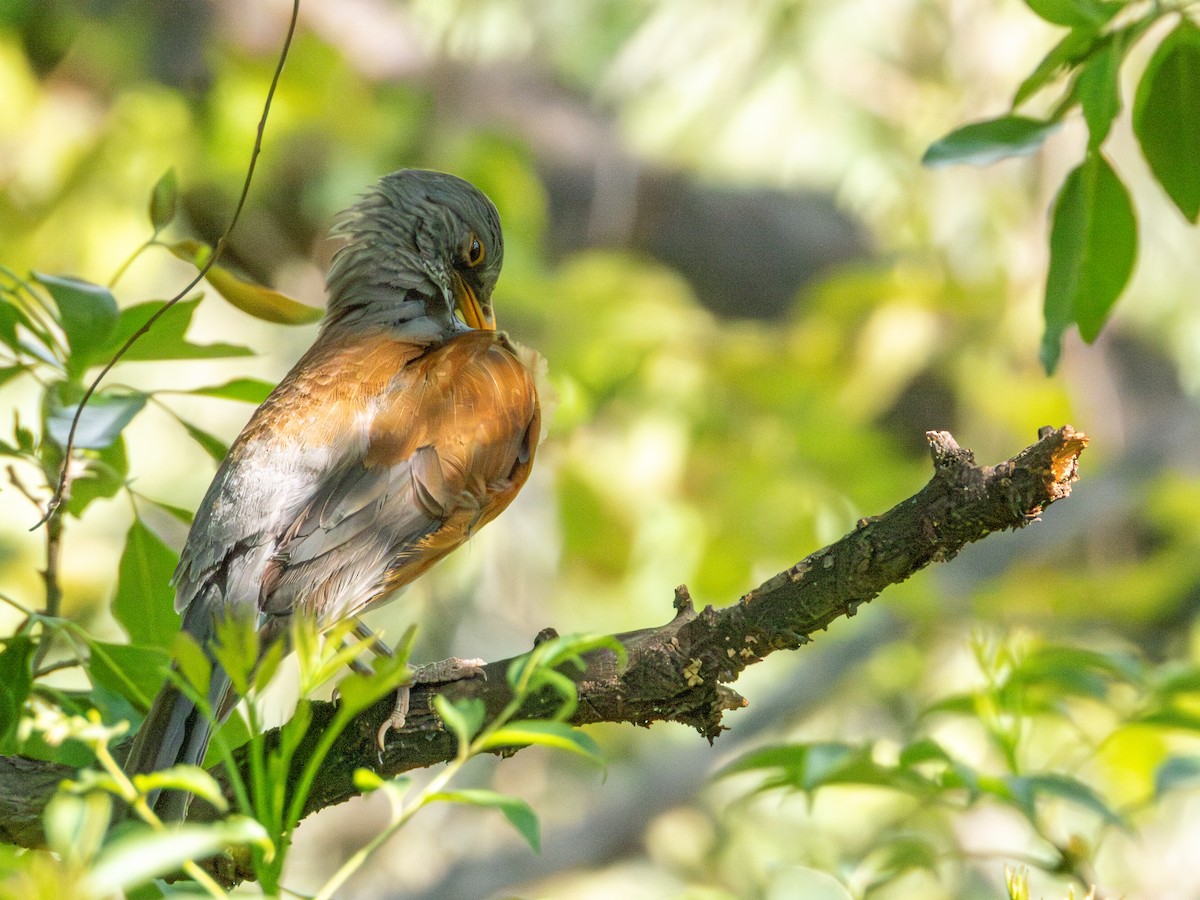 Дрізд мексиканський (підвид rufopalliatus) - ML621335224