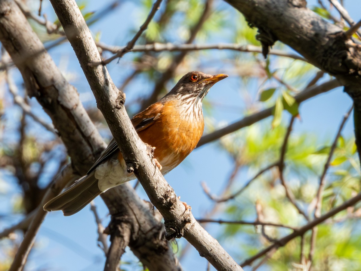 Дрізд мексиканський (підвид rufopalliatus) - ML621335232