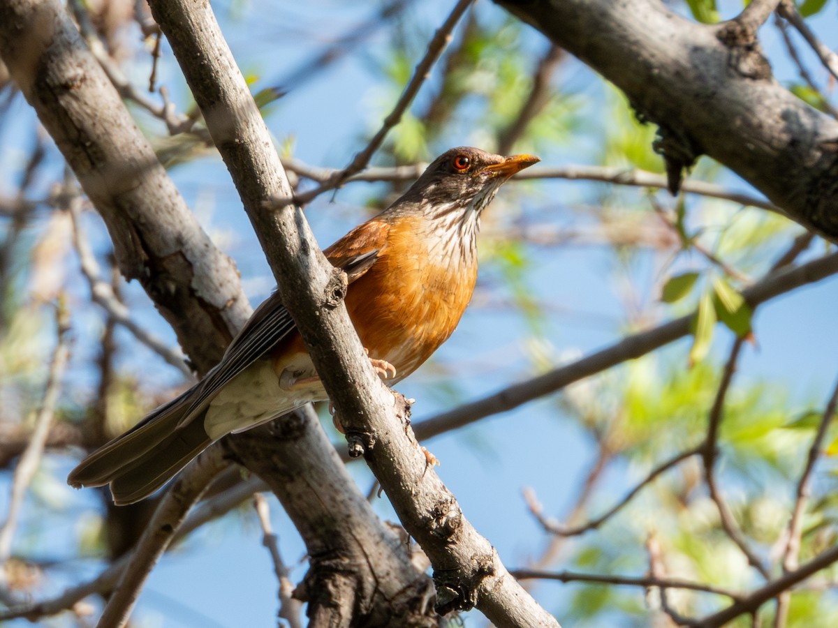 Дрізд мексиканський (підвид rufopalliatus) - ML621335234