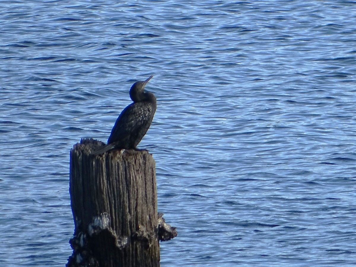 Little Black Cormorant - ML621335271