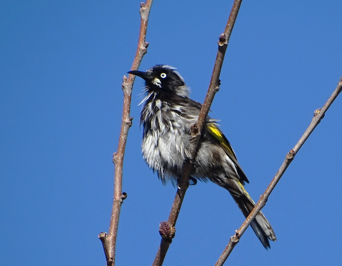 New Holland Honeyeater - ML621335292