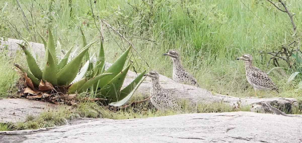 Spotted Thick-knee - ML621335301