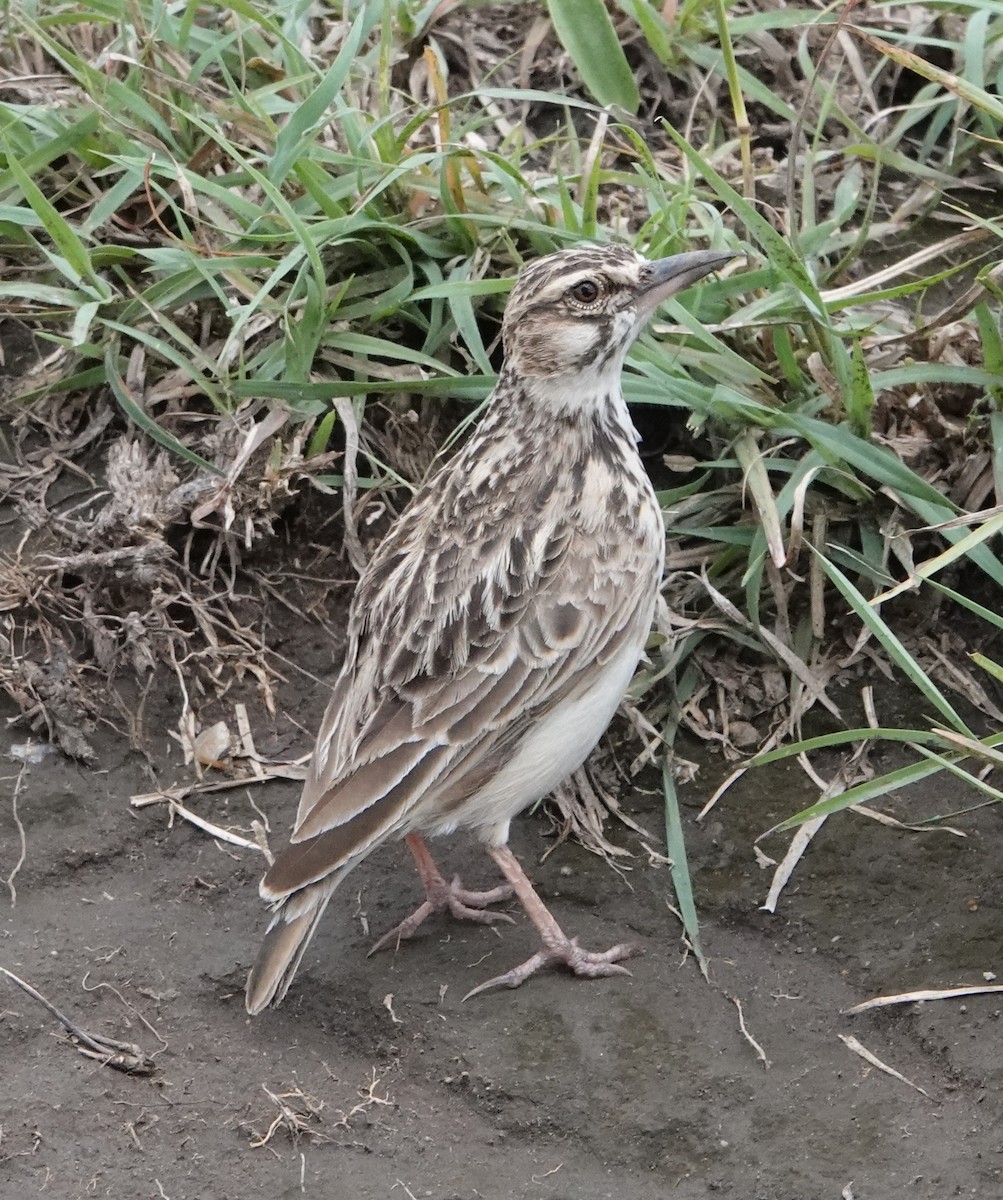 Short-tailed Lark - ML621335331