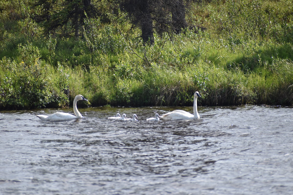 Trumpeter Swan - ML621335374