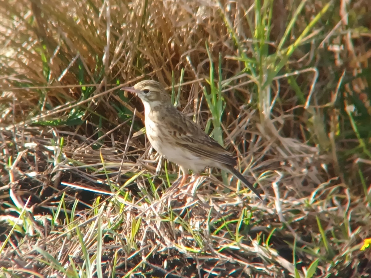 Australian Pipit - ML621335419