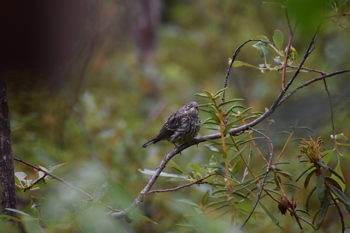 Dark-eyed Junco - ML621335510