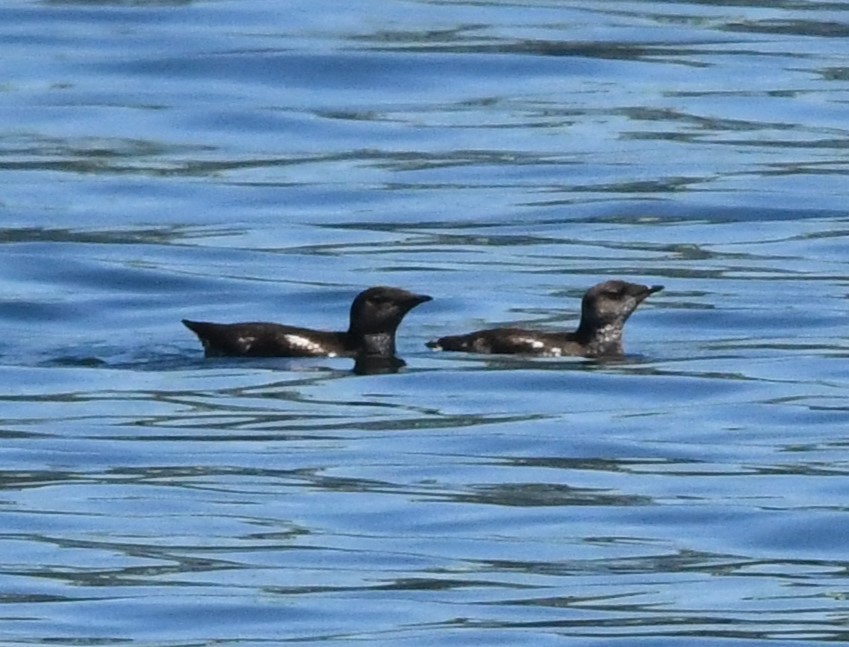 Marbled Murrelet - ML621335513