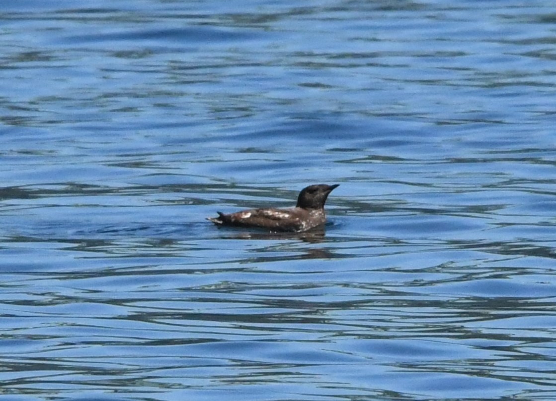 Marbled Murrelet - ML621335514