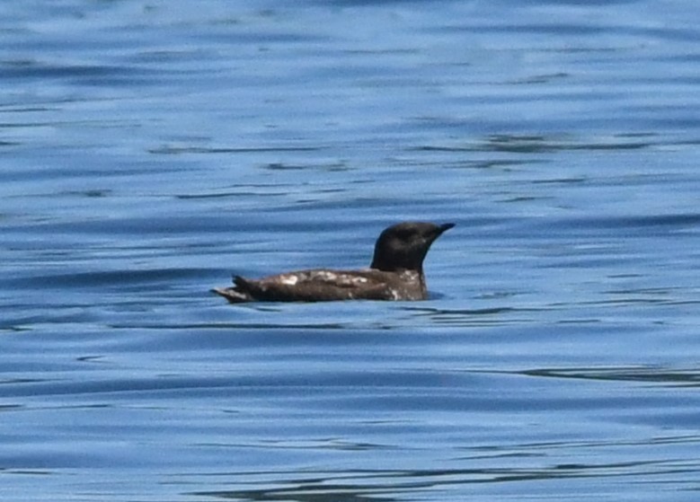 Marbled Murrelet - ML621335515