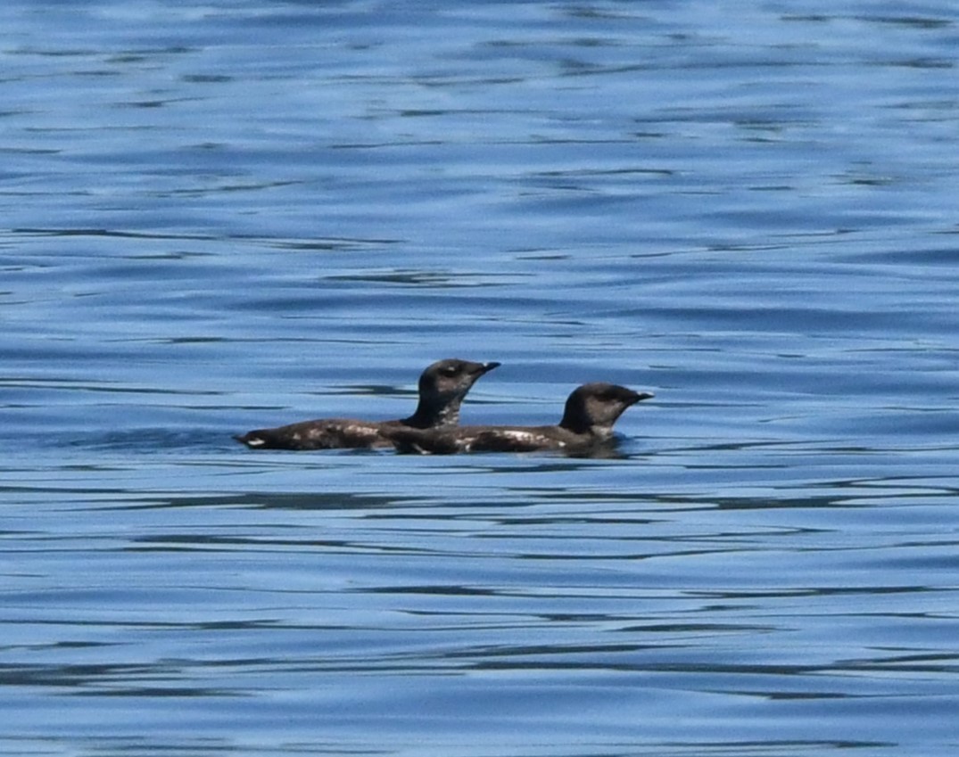 Marbled Murrelet - ML621335516