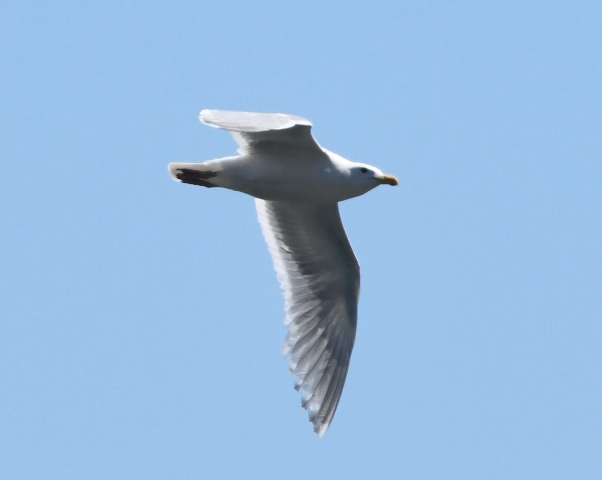 Glaucous-winged Gull - ML621335526