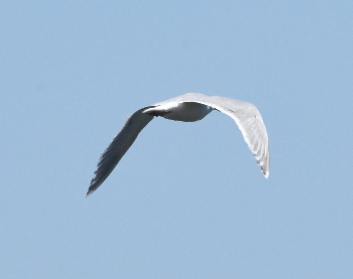 Glaucous-winged Gull - ML621335527