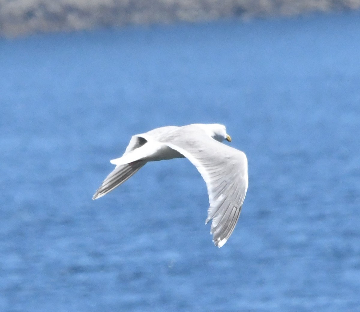 Glaucous-winged Gull - ML621335528