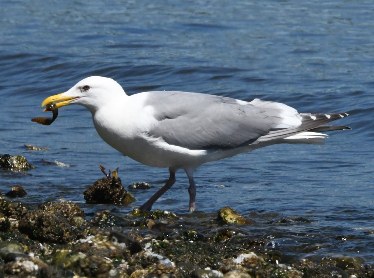 Western x Glaucous-winged Gull (hybrid) - ML621335532