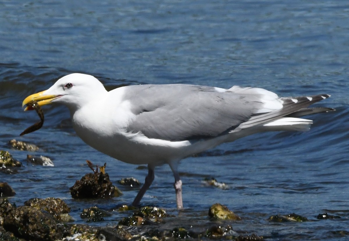 Western x Glaucous-winged Gull (hybrid) - ML621335533