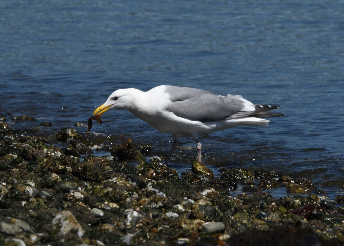 Western x Glaucous-winged Gull (hybrid) - ML621335534