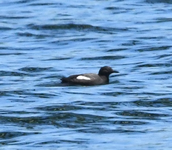 Pigeon Guillemot - ML621335538