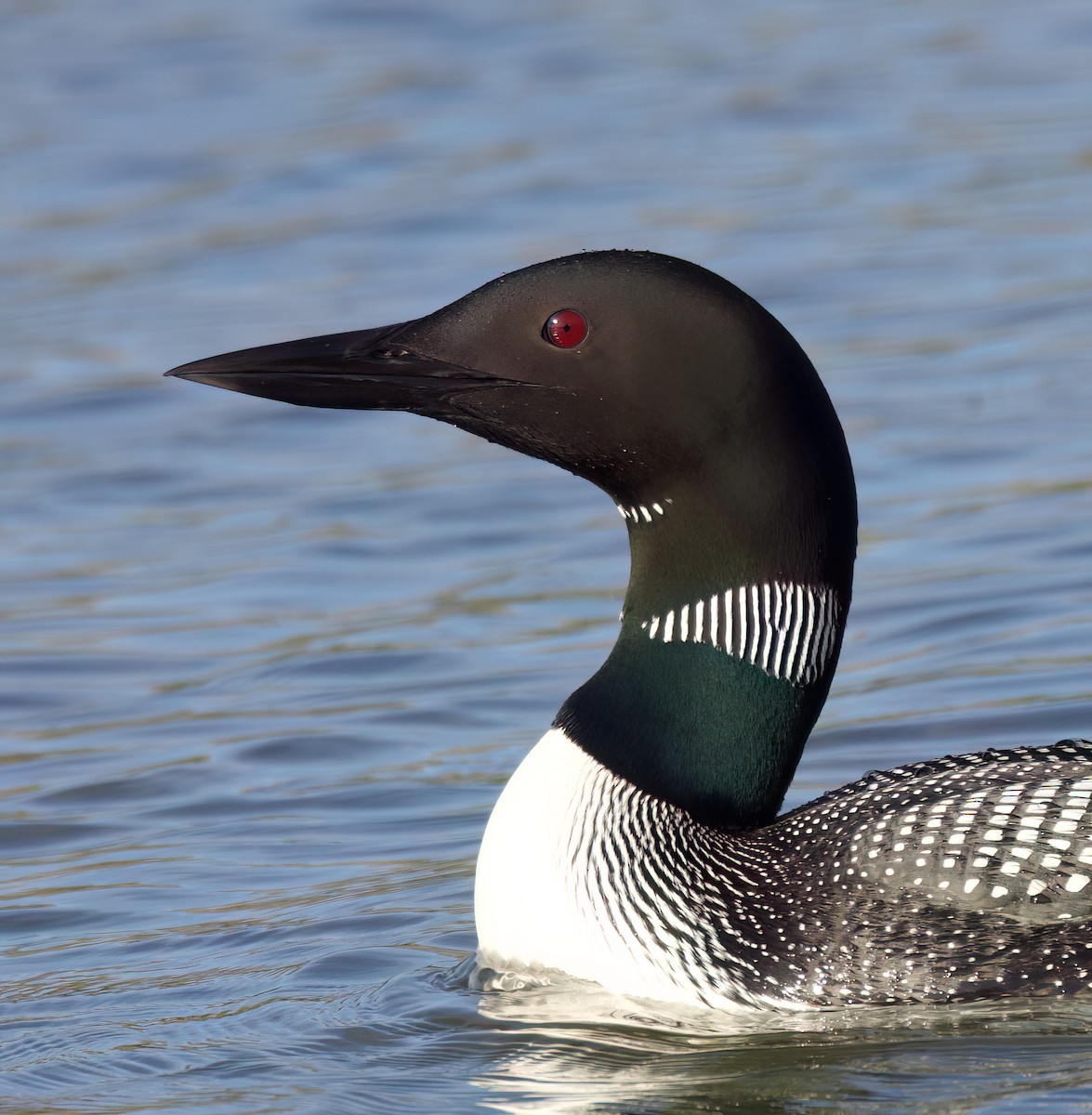 Common Loon - ML621335602