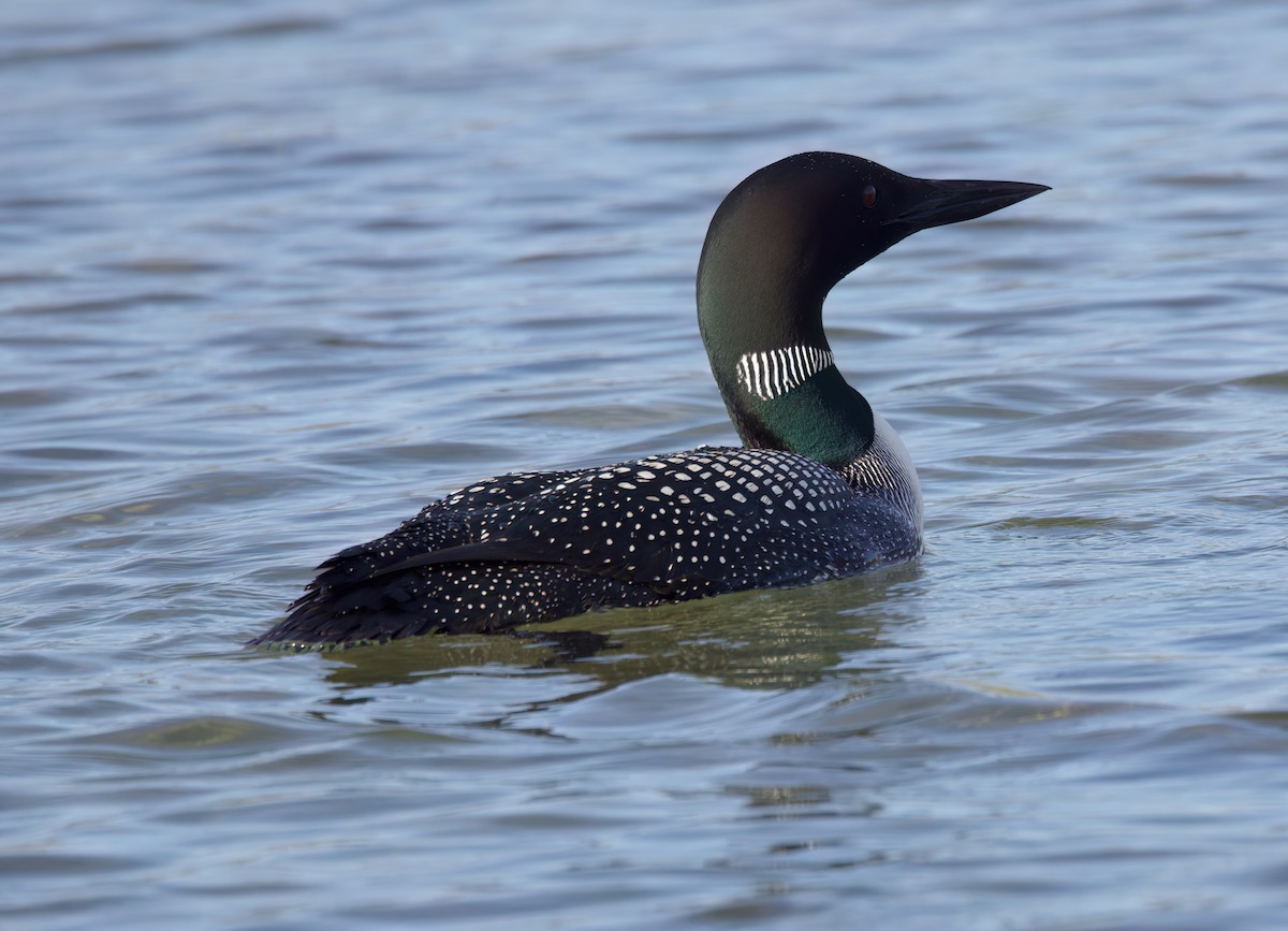 Common Loon - ML621335603