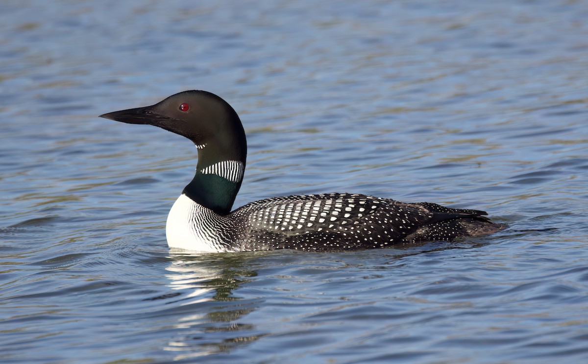 Common Loon - ML621335605