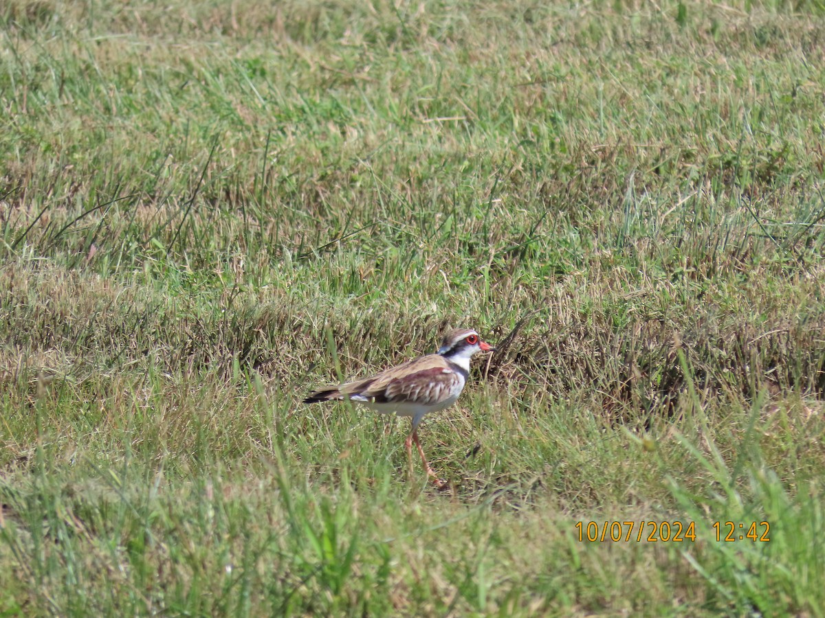 Black-fronted Dotterel - ML621335680