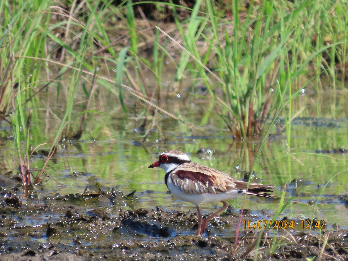 Black-fronted Dotterel - ML621335685