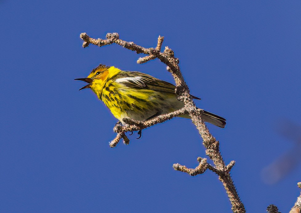 Cape May Warbler - ML621335691