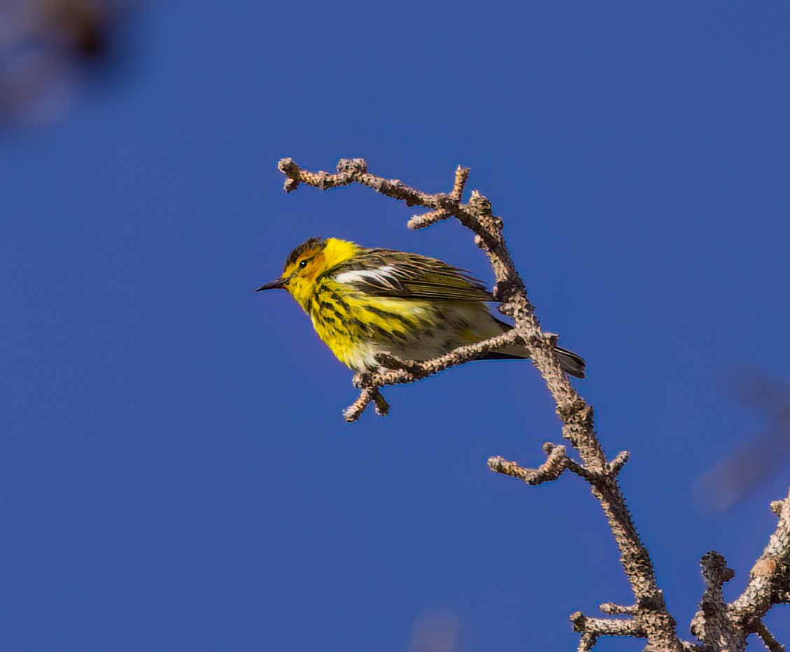 Cape May Warbler - ML621335692