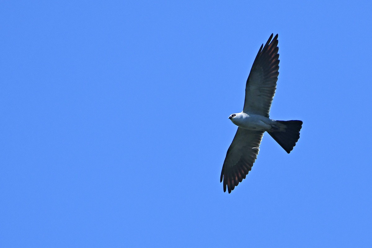 Mississippi Kite - ML621335748