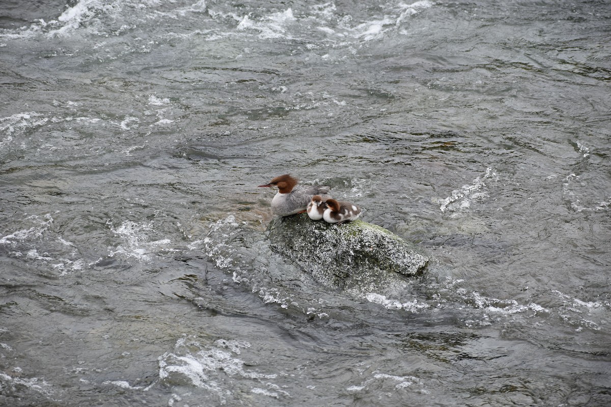 Common Merganser - ML621335769