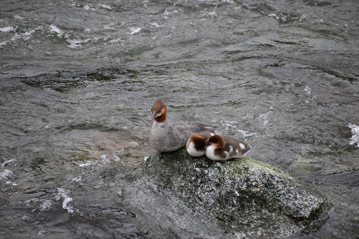 Common Merganser - ML621335790