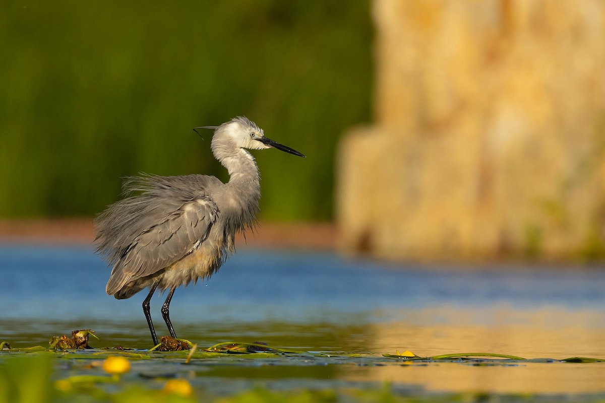 Little Egret x Western Reef-Heron (hybrid) - ML621335855