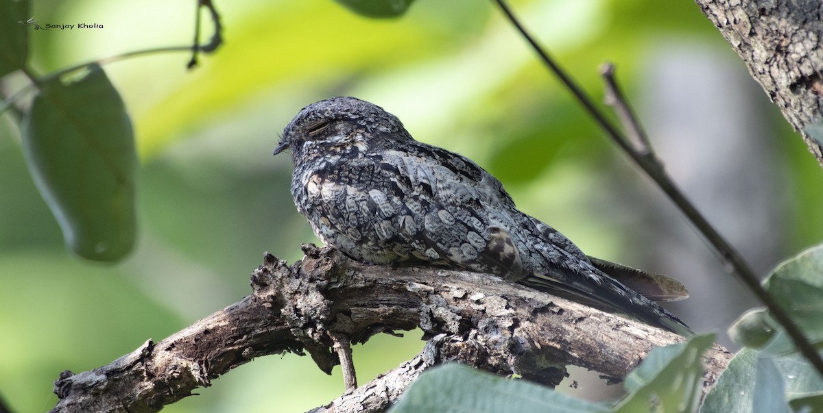 Jungle Nightjar - ML621335882