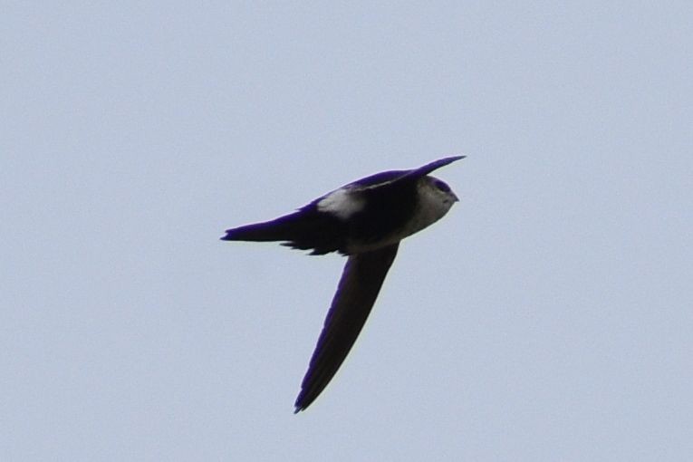 White-throated Swift - Sydney Gerig