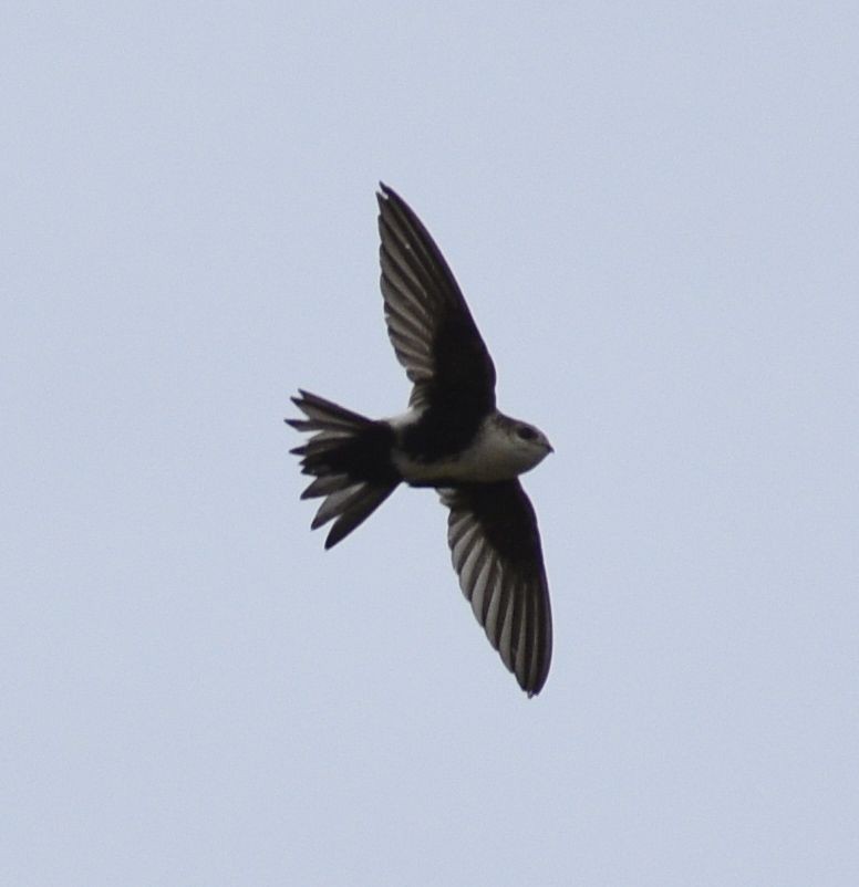 White-throated Swift - Sydney Gerig