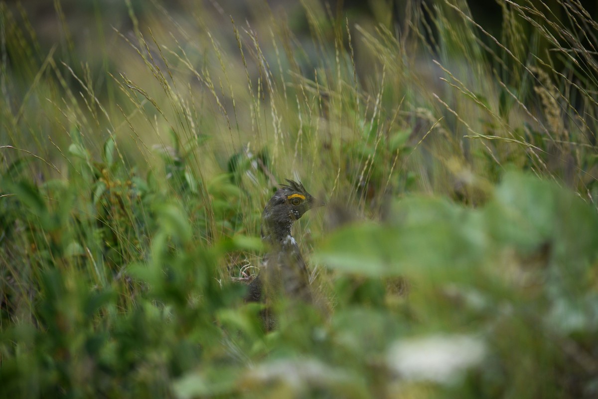 Dusky Grouse - ML621335912